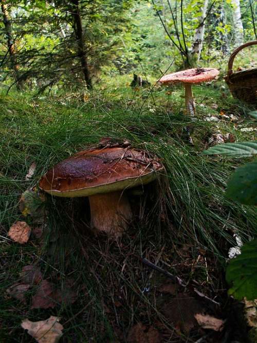 Boletus Mushrooms Basket Forest Nature Edible Oak