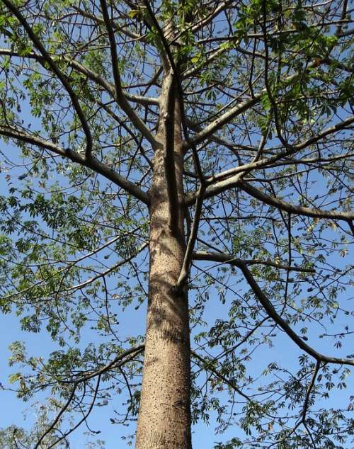 Bombax Ceiba Shimul Silk Cotton Tree Hubli India