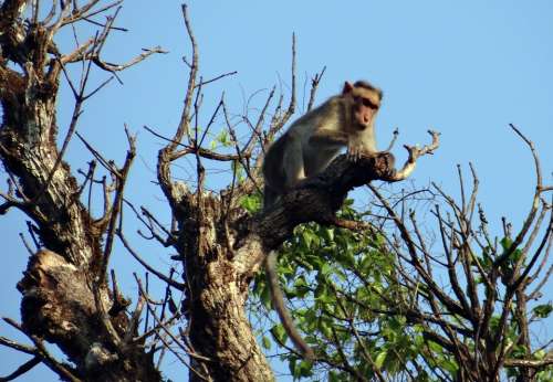 Bonnet Macaque Macaca Radiata Monkey Primate Animal