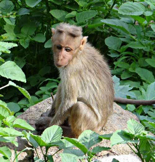 Bonnet Macaque Macaca Radiata Macaque Monkey Animal
