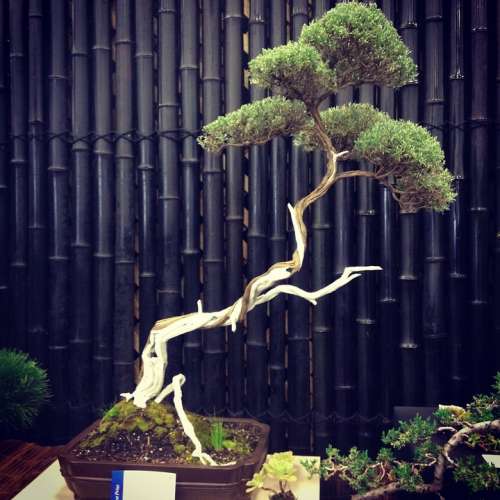 Bonsai Tree Nature Stem Japan Flora Natural