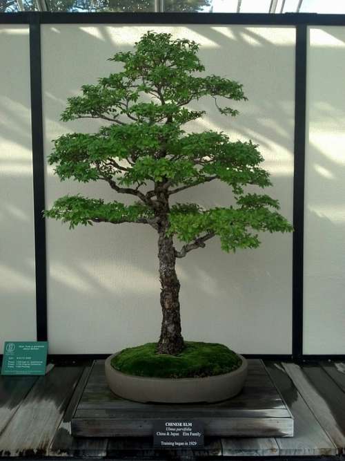 Bonsai Miniature Tree Green Nature Garden