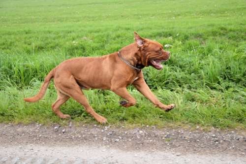 Bordeaux Run Running Dog Animal Pet