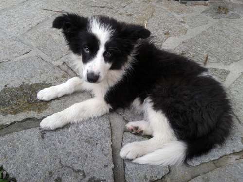 Border Collie Dog Peaceful Puppy