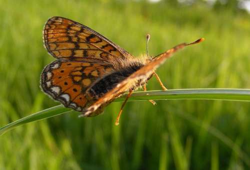 Bordered Butterfly Clossiana Fritillary Pearl