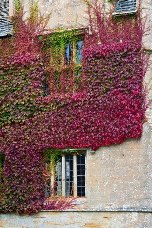 Boston Ivy Stone Wall Climbing Cover Autumn Colour