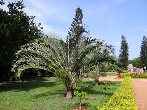 Botanical Palm Garden Trees Park Lalbagh Bangalore