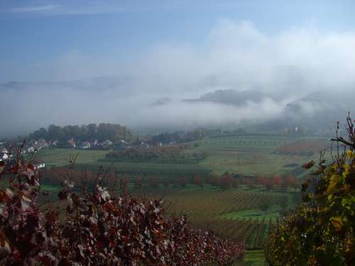 Bottenau Vineyard Autumn Fog Ortenau Oberkirch