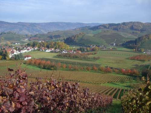 Bottenau Vineyard Wine Vines Autumn Ortenau