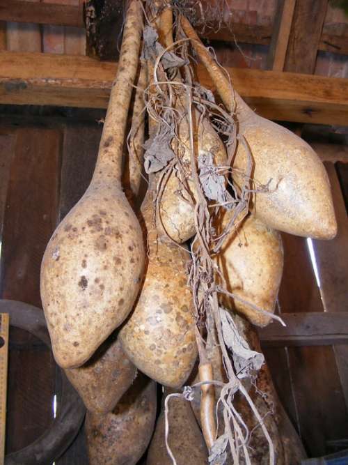 Bottle Calabash Dried Gourds Lagenaria Pipe