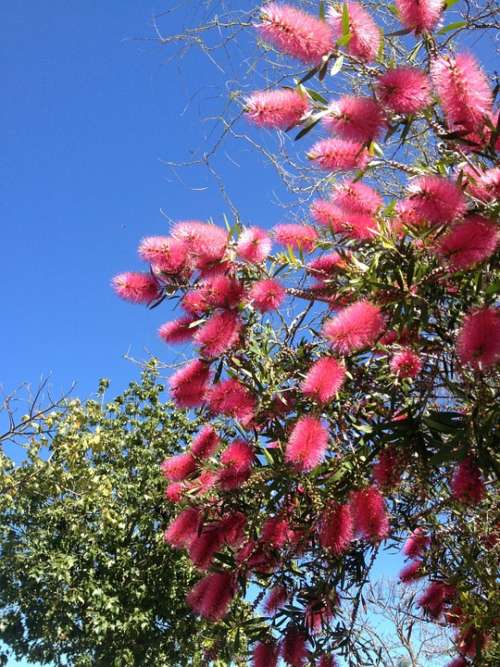 Bottle Brush Flower Red Flower Flora