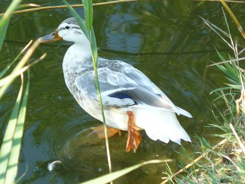Bottomless Pit Lake Duck Bird Animal Water