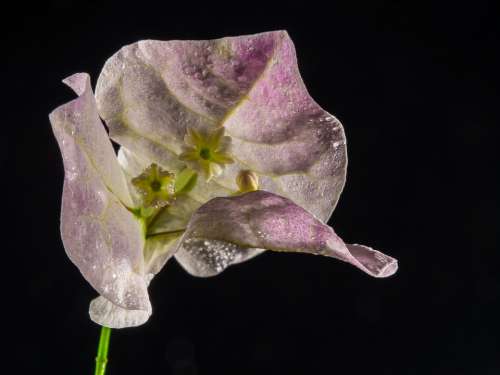 Bougainvillea Blossom Bloom Flower Bougainville