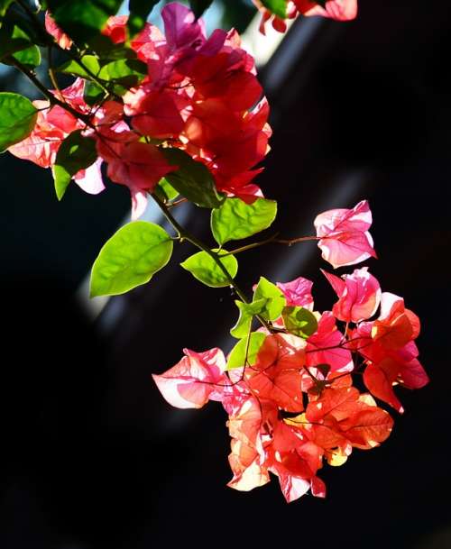 Bougainvillea Flowers Blossoms Nature Garden