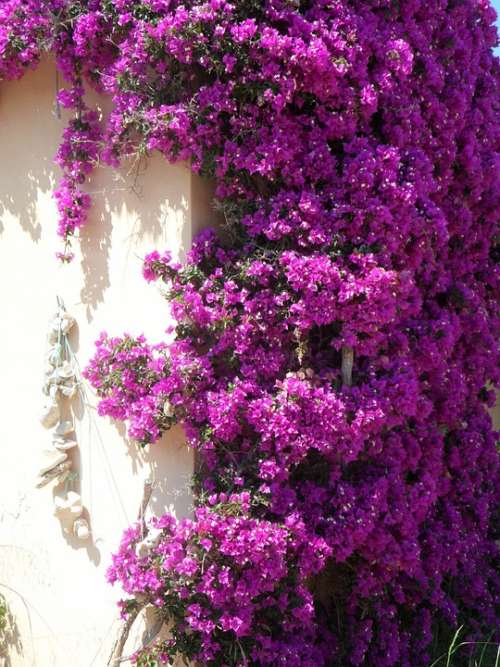 Bougainvillea Bougainville Four O'Clock Plant