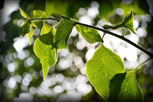 Bougainvillea Leafs Leaves Back Light Nature Plant