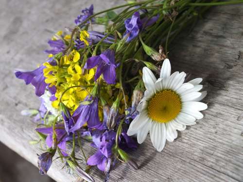 Bouquet Flower Flowers Of The Field Chamomile Gift