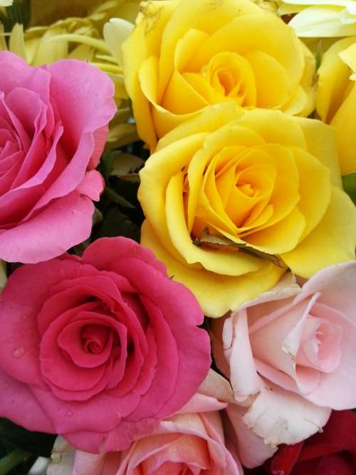 Bouquet Roses Pink Yellow