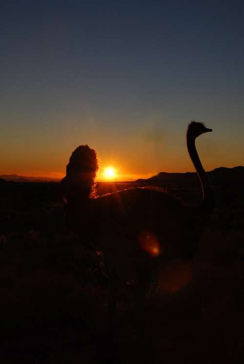 Bouquet Sunset Ostrich Africa Namibia Backlighting