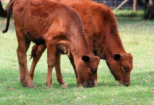 Bovine Calves Grazing Red Brown Grass Meadow