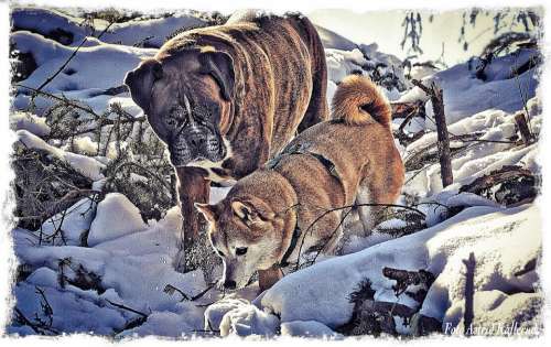 Boxer Shiba Inu Dogs Friends Animal Winter