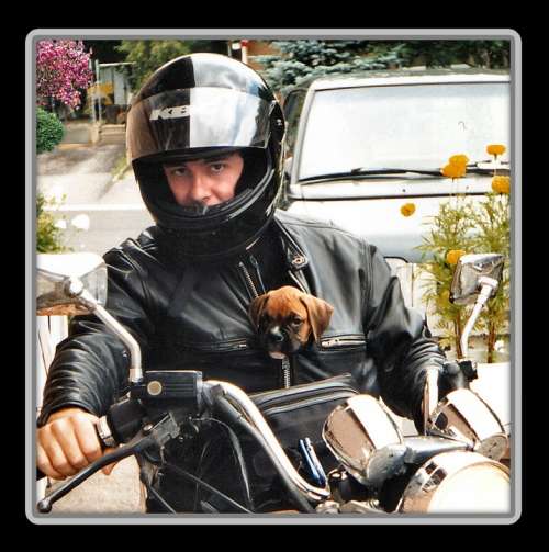 Boxer Dog Puppy Pet Man Young Man Motorcycle