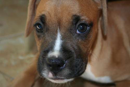 Boxer Puppy Dog Cute Young Head Pet Animal