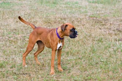 Boxer Dog Boxer Dog Cute Young Puppy Canine Pet