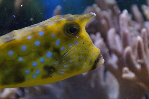 Boxfish Portrait Head Underwater Underwater World