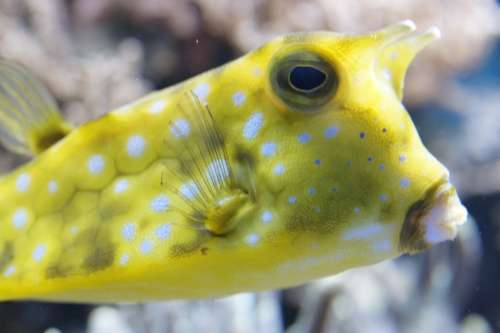 Boxfish Underwater Fish Sea Ocean Water Swim