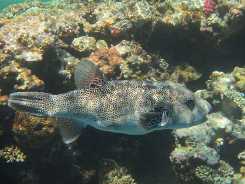 Boxfish Fish Red Sea Coral Diving Underwater