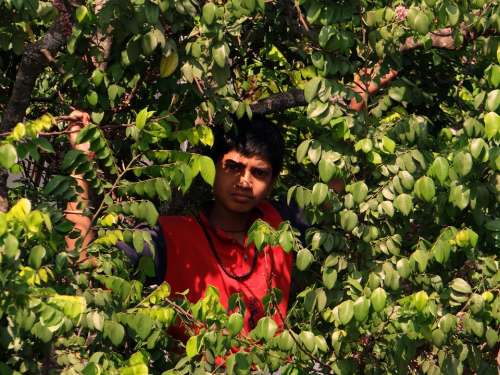Boy On Tree Picking Fruits Tree Starfruit Climbing