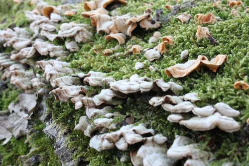 Bracket Fungi Fungus Moss Stump Tree Nature