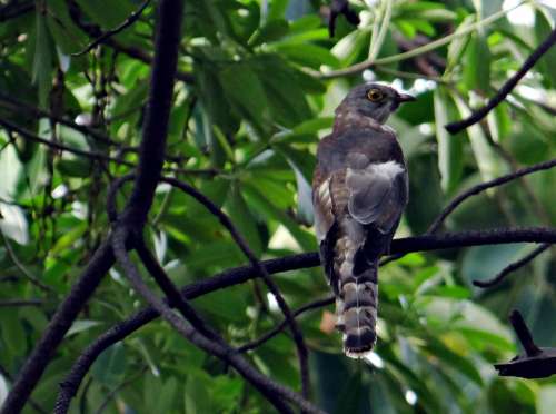 Brainfever Bird Common Hawk-Cuckoo Cuckoo Bird