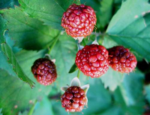 Brambles Berries Fruit Red Ripening Vine Thorny