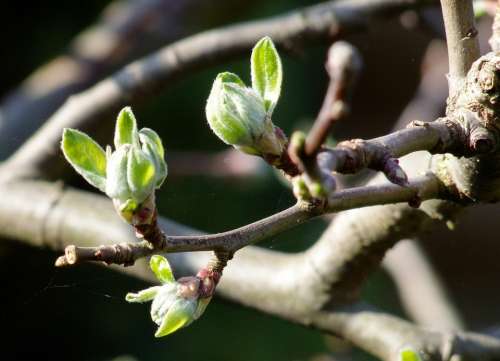 Branch Tree Spring Nature