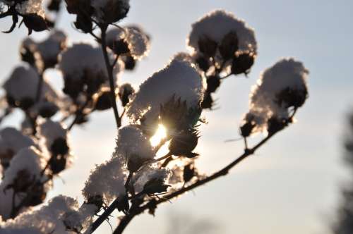 Branch Snow Backlighting Winter