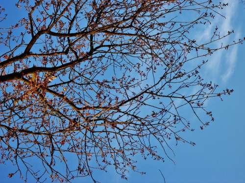 Branch Tree Branches Sky Blue Contrast Cloud