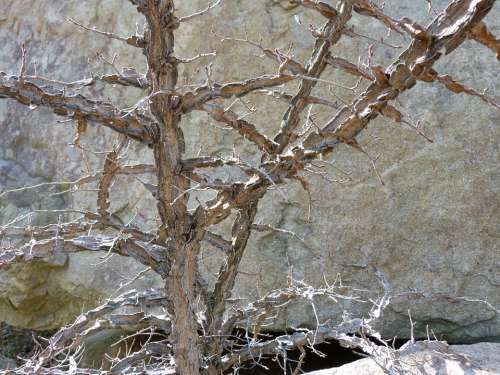 Branch Tree Nature Old Tree Roche Background