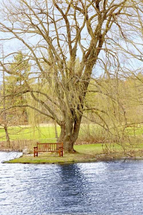 Branch Lake Lakeside Water Seat Tree Rest