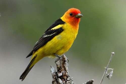 Branch Perches Western Colorful Tanager Birds