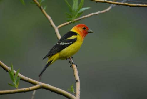 Branch Perched Western Male Tanager Birds Animals