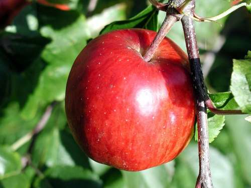 Branch Ripe Apple Fruits Plants Flora