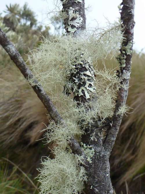 Branch Lichen Moss Growth Paramo Nature