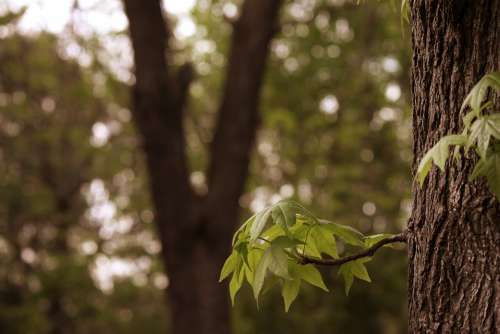 Branch Tree Leaves Green Leaf