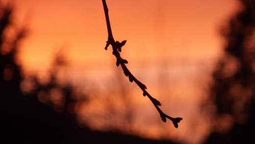 Branch Sunset Sky