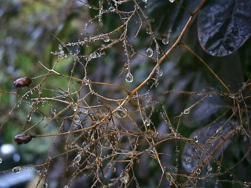 Branches Aesthetic Raindrop Drip Water Rain Plant