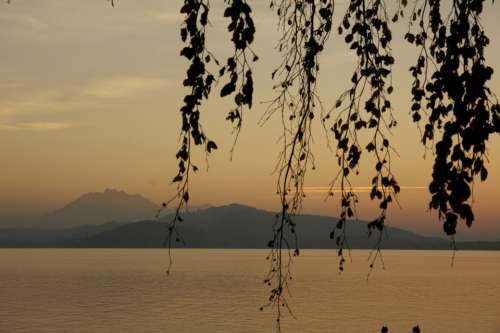 Branches Sunset Lake Evening Sky Abendstimmung