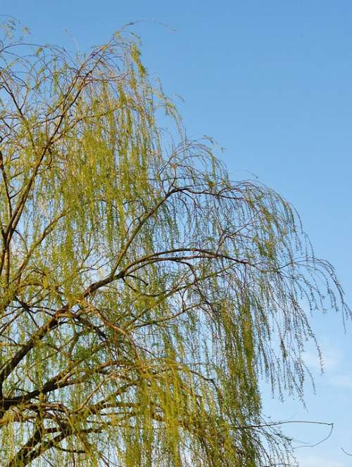 Branches Sky Blue Weeping Willow Green Tree