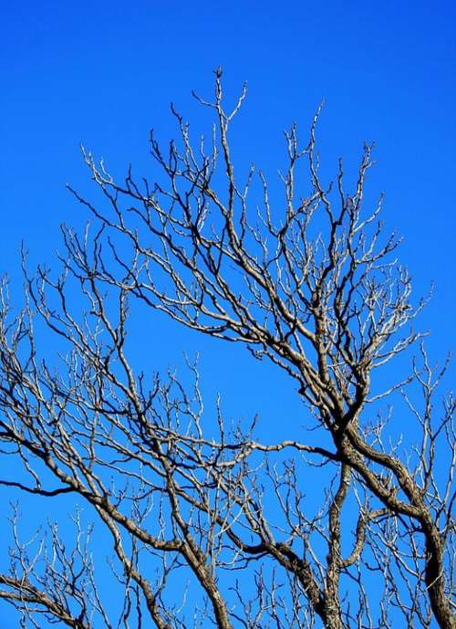 Branches Bare Tree Twigs Sky Blue Winter